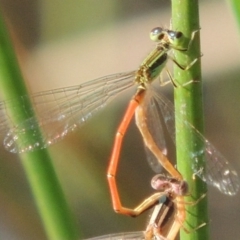 Ischnura aurora at Tennent, ACT - 19 Nov 2015