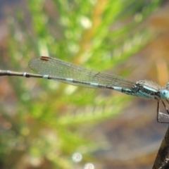 Austrolestes leda (Wandering Ringtail) at Bywong, NSW - 24 Oct 2015 by MichaelBedingfield