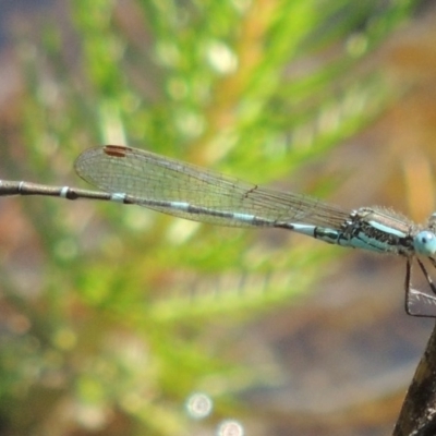 Austrolestes leda (Wandering Ringtail) at Bywong, NSW - 24 Oct 2015 by michaelb