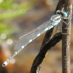 Austrolestes leda at Bywong, NSW - 24 Oct 2015 04:01 PM