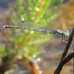 Austrolestes leda at Bywong, NSW - 24 Oct 2015 04:01 PM