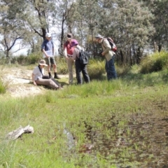 Austrolestes leda at Bywong, NSW - 24 Oct 2015