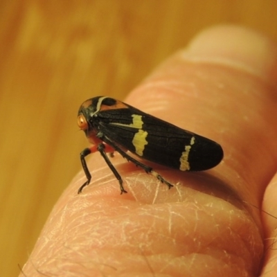 Eurymeloides pulchra (Gumtree hopper) at Pollinator-friendly garden Conder - 7 Jul 2015 by michaelb