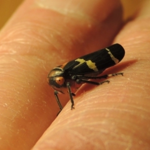 Eurymeloides pulchra at Conder, ACT - 7 Jul 2015