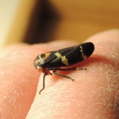 Eurymeloides pulchra at Conder, ACT - 7 Jul 2015