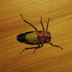 Eurymeloides pulchra at Conder, ACT - 7 Jul 2015