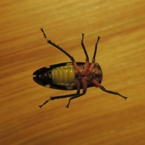 Eurymeloides pulchra at Conder, ACT - 7 Jul 2015