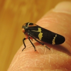 Eurymeloides pulchra at Conder, ACT - 7 Jul 2015 11:37 PM