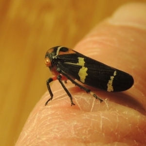 Eurymeloides pulchra at Conder, ACT - 7 Jul 2015