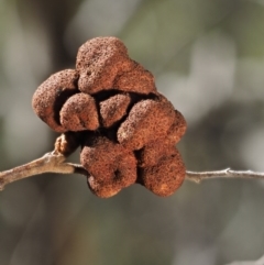 Uromycladium (genus) (A gall forming rust fungus) at Cotter River, ACT - 26 Aug 2016 by KenT