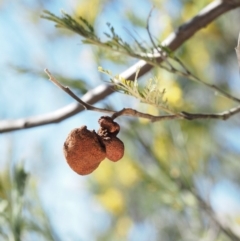 Uromycladium (genus) at Cotter River, ACT - 26 Aug 2016 10:40 AM