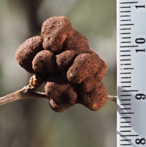 Uromycladium sp. at Cotter River, ACT - 26 Aug 2016