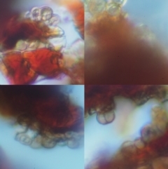 Uromycladium (genus) at Cotter River, ACT - 26 Aug 2016 10:40 AM