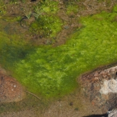 Zygnemaceae (family) (Silkweed (A freshwater algae)) at Lower Cotter Catchment - 26 Aug 2016 by KenT