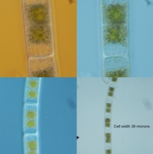 Freshwater algae at Cotter River, ACT - 28 Aug 2016