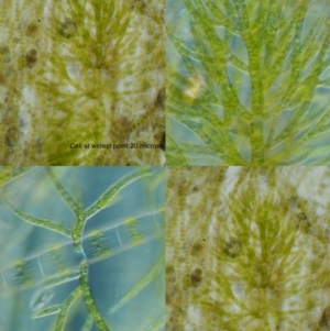 Freshwater algae at Cotter River, ACT - 28 Aug 2016