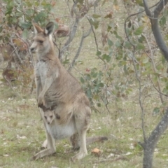 Macropus giganteus (Eastern Grey Kangaroo) at Red Hill Nature Reserve - 28 Aug 2016 by MichaelMulvaney