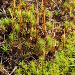 Polytrichaceae sp. (family) (A moss) at Cotter River, ACT - 26 Aug 2016 by KenT