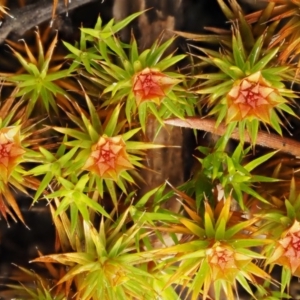 Polytrichaceae sp. (family) at Cotter River, ACT - 26 Aug 2016