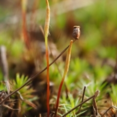 Polytrichaceae sp. (family) at Cotter River, ACT - 26 Aug 2016