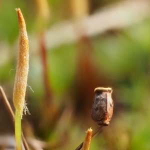 Polytrichaceae at Cotter River, ACT - 26 Aug 2016