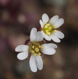 Erophila verna at Cotter River, ACT - 26 Aug 2016 12:57 PM