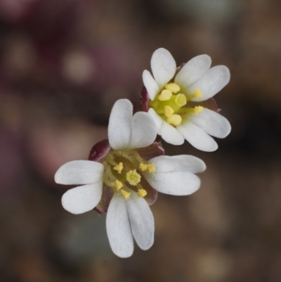 Erophila verna (Whitlow Grass) at Lower Cotter Catchment - 26 Aug 2016 by KenT