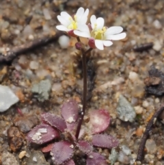 Erophila verna at Cotter River, ACT - 26 Aug 2016