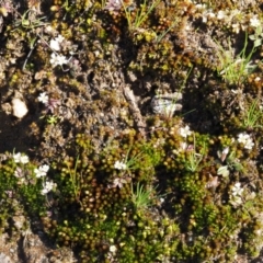 Erophila verna at Cotter River, ACT - 26 Aug 2016 12:57 PM