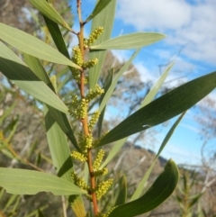 Acacia longifolia subsp. longifolia (Sydney Golden Wattle) at Red Hill Nature Reserve - 28 Aug 2016 by MichaelMulvaney