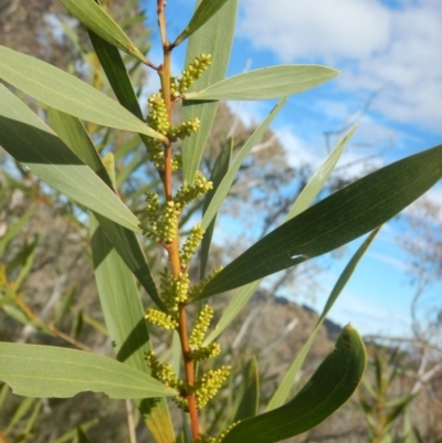 Acacia longifolia subsp. longifolia (sallow or Sydney golden wattle) at Garran, ACT - 28 Aug 2016 by MichaelMulvaney