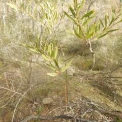 Acacia longifolia subsp. longifolia at Garran, ACT - 28 Aug 2016 04:01 PM