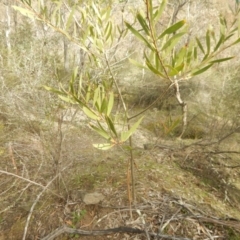 Acacia longifolia subsp. longifolia at Garran, ACT - 28 Aug 2016