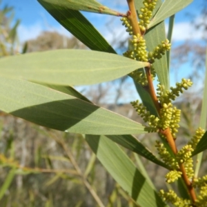 Acacia longifolia subsp. longifolia at Garran, ACT - 28 Aug 2016