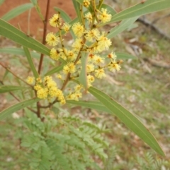 Acacia rubida (Red-stemmed Wattle, Red-leaved Wattle) at Red Hill, ACT - 28 Aug 2016 by MichaelMulvaney