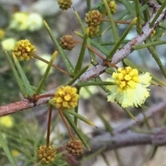 Acacia ulicifolia (Prickly Moses) at QPRC LGA - 28 Aug 2016 by Wandiyali