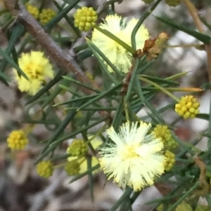 Acacia ulicifolia at Googong, NSW - 28 Aug 2016