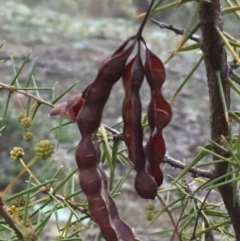 Acacia ulicifolia at Googong, NSW - 28 Aug 2016