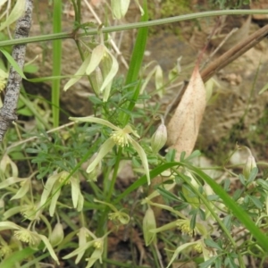 Clematis leptophylla at Cavan, NSW - 28 Aug 2016 10:26 AM