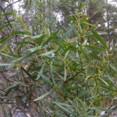 Acacia floribunda (White Sally Wattle, Gossamer Wattle) at Isaacs, ACT - 9 Aug 2016 by Mike