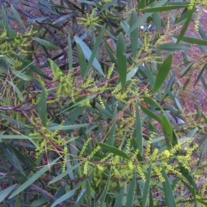 Acacia floribunda at Isaacs, ACT - 9 Aug 2016