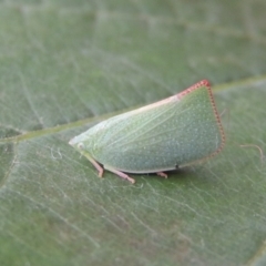 Siphanta acuta (Green planthopper, Torpedo bug) at Pollinator-friendly garden Conder - 25 Apr 2014 by michaelb