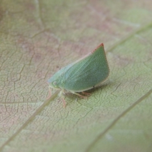 Siphanta acuta at Conder, ACT - 25 Apr 2014