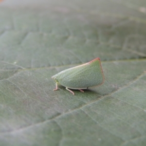 Siphanta acuta at Conder, ACT - 25 Apr 2014