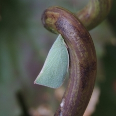 Siphanta acuta (Green planthopper, Torpedo bug) at Pollinator-friendly garden Conder - 21 Mar 2015 by michaelb