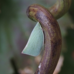 Siphanta acuta (Green planthopper, Torpedo bug) at Conder, ACT - 21 Mar 2015 by michaelb