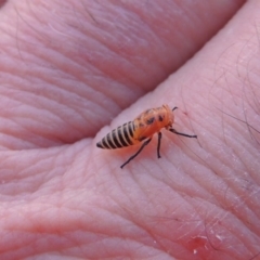 Cicadellidae (family) (Unidentified leafhopper) at Paddys River, ACT - 26 Feb 2015 by MichaelBedingfield