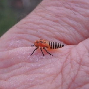 Cicadellidae (family) at Paddys River, ACT - 26 Feb 2015