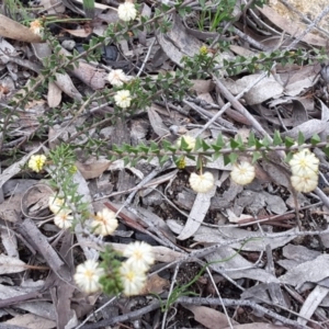 Acacia gunnii at Tuggeranong DC, ACT - 29 Aug 2016 03:06 PM