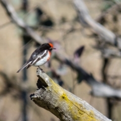 Petroica goodenovii (Red-capped Robin) at Gungahlin, ACT - 18 Aug 2016 by CedricBear